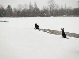 VANKUVER: Skočila u ledeno jezero da bi izbavila nepoznatog psa