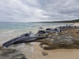 AUSTRALIJA: Uginulo 135 nasukanih kitova, borba za spas preostalih 15