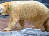 SINGAPUR: Jedini „tropski“ polarni medvjed Inuka uginuo u 27. godini