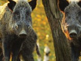 SRBIJA: Zabranjen uvoz hrane životinjskog porijekla iz Mađarske zbog pojave afričke kuge svinja