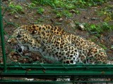 UGANDA: Leopard u nacionalnom parku pojeo trogodišnjeg dječaka