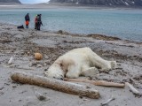 INCIDENT NA NORVEŠKOM ARHIPELAGU: Vodič ubio polarnog medvjeda da zaštiti kolegu