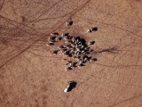 AUSTRALIJA: Najveća suša u pola vijeka, farmeri mogu da ubijaju kengure