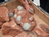 KINA: Pronađena jaja dinosaurusa stara 80 miliona godina