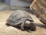 GALAPAGOS: Ukradeno više od sto beba džinovske kornjače