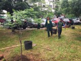 SVJETSKI DAN ZAŠTITE ŽIVOTNE SREDINE: “Zelenilo” organizovalo akciju sadnje drveća