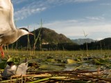 CZIP: Crna Gora na 74. mjestu liste ekoloških zemalja