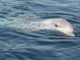 ZANIMLJIVOSTI: U vode Hongkonga vratili se ugroženi delfini (video)