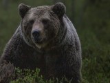 CZIP: Ubijen medvjed u Parku prirode
