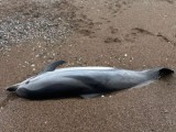 BEČIĆI: Pronađen uginuli delfin na plaži
