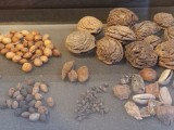 NEOBIČNO: Arheolozi pronašli ostatke koji svjedoče o tome šta su jeli gledaoci gladijatorskih borbi