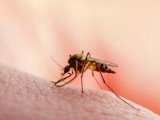 JEDNOSTAVNI TRIKOVI: Mirisi i sapuni koji odbijaju komarce
