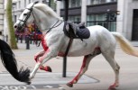 LONDON: Pomahnitali konji jurili centrom, povrijedili nekoliko ljudi